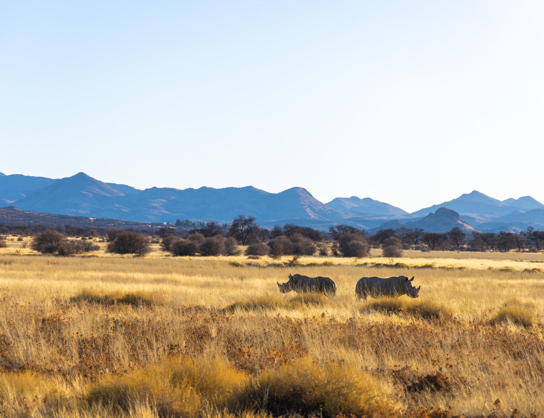 Two rhinos in Namibia in nature park. Game drive, safari, rhinoceros 1000pc Puzzle