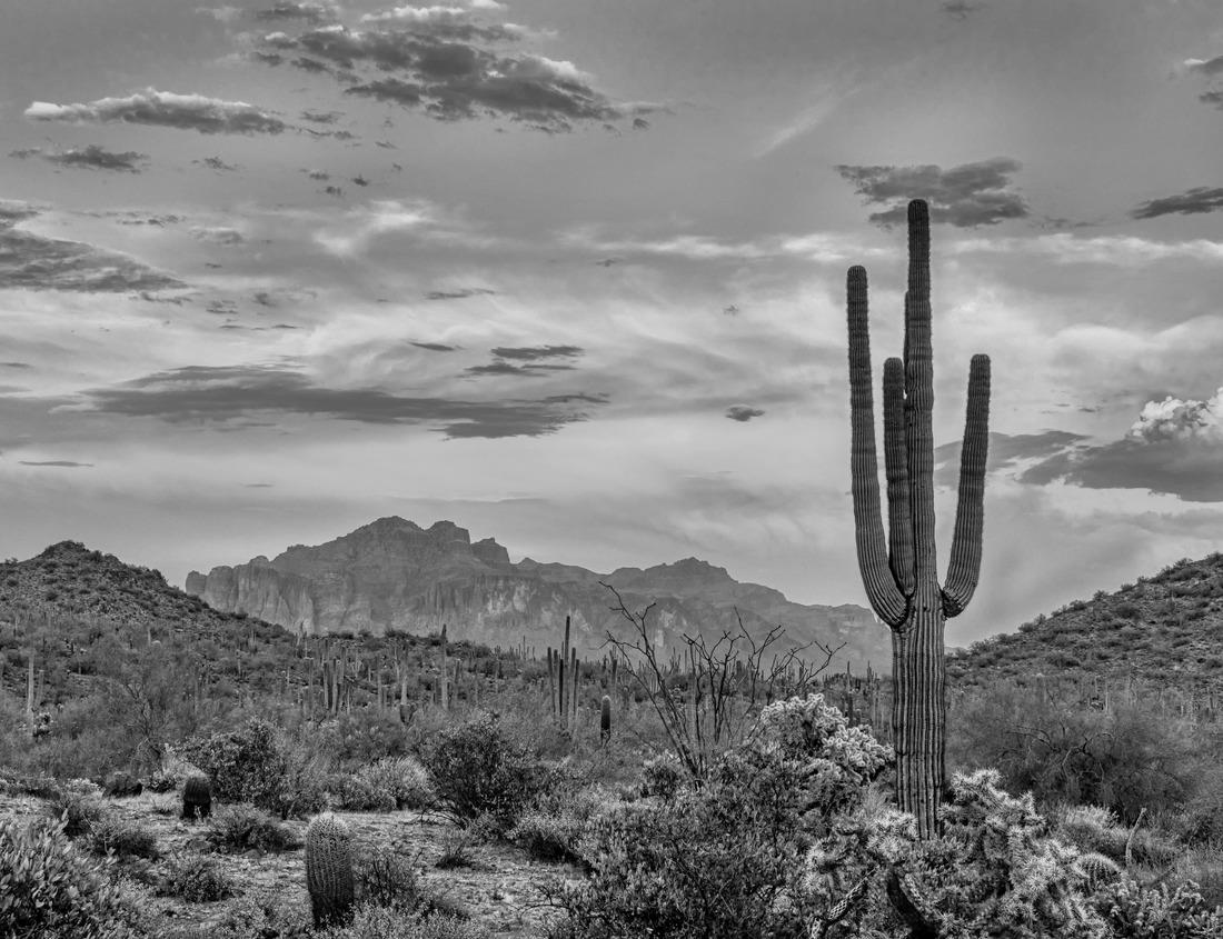 Noah Jigsaw Puzzle Tuscany - landscape panorama, hills and meadow, Tuscany - Italy in black white 1000 pieces