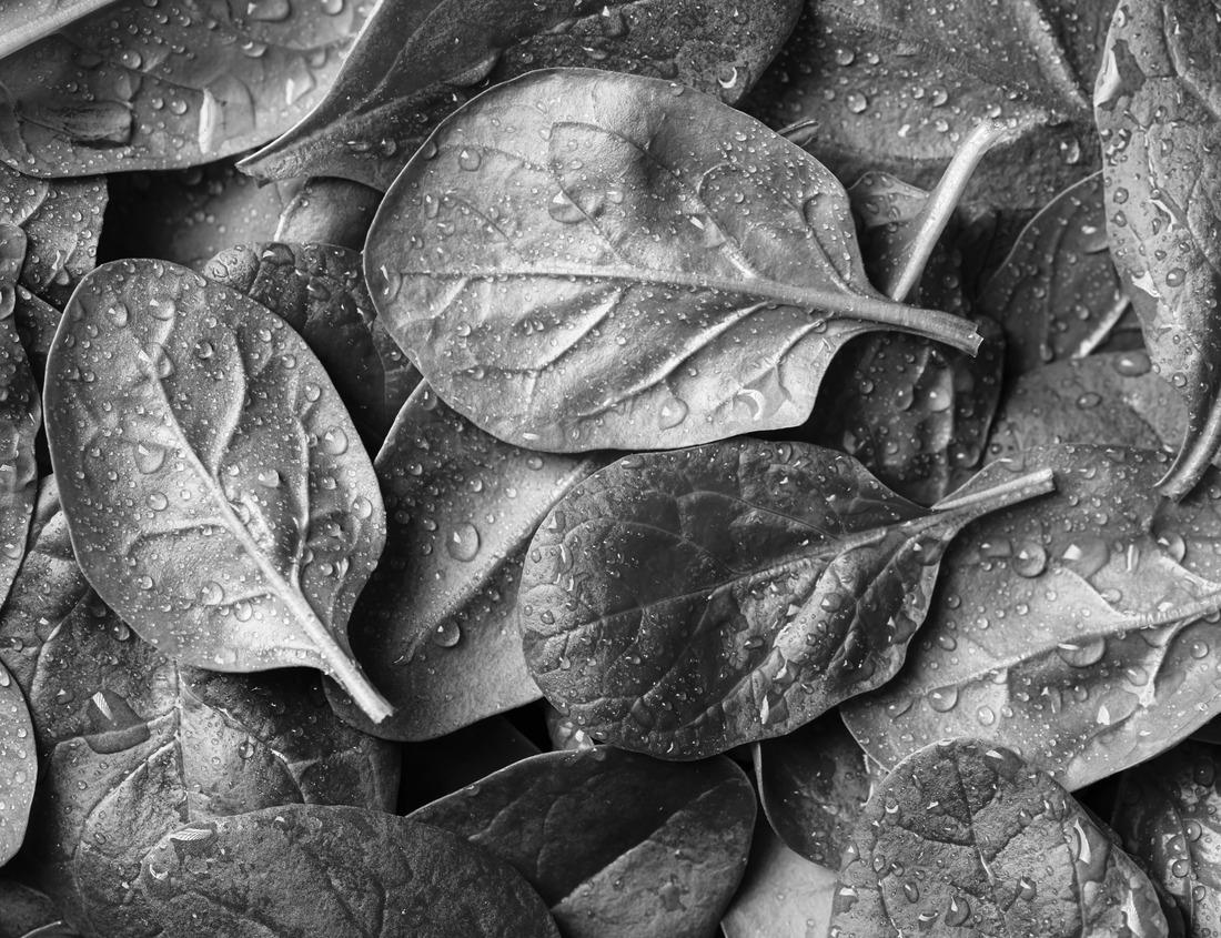 Noah Jigsaw Puzzle A panoramic view of downtown Toledo Ohio's skyline from across the Maumee river at a popular restaurant area with a paver brick boardwalk and a decorative iron railing in black white 1000 pieces