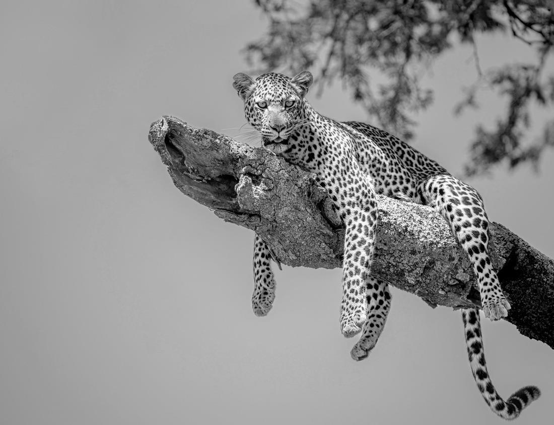 Noah Jigsaw Puzzle Subterranean columns in spring-fed pool, Carlsbad Caverns National Park, New Mexico in black white 1000 pieces