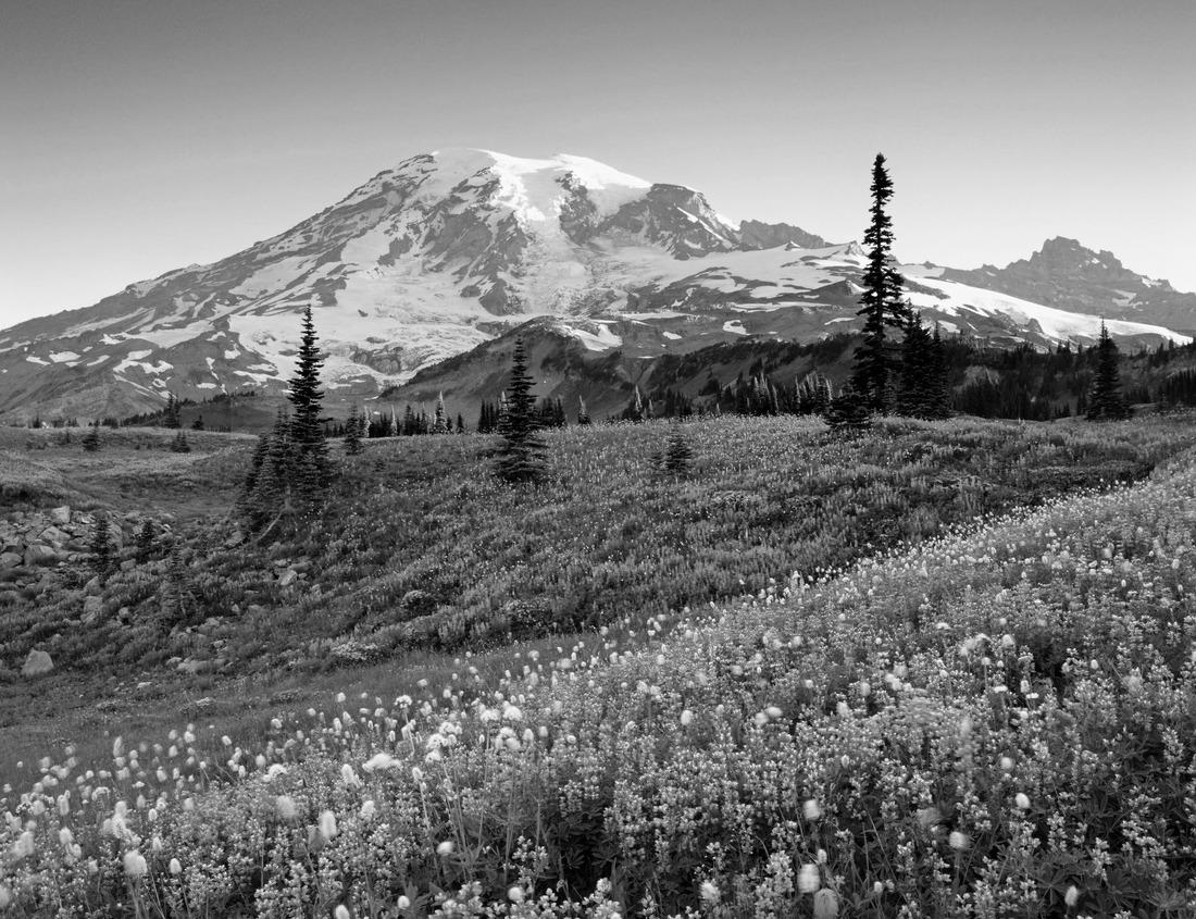 Noah Jigsaw Puzzle Romare-Bearden park in uptown Charlotte, North Carolina at sunrise in black white 1000 pieces