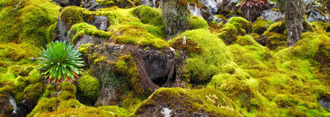 Noah Jigsaw Puzzle Hiking in Ruwenzori Mountains, Uganda, Africa panorama 1000 pieces
