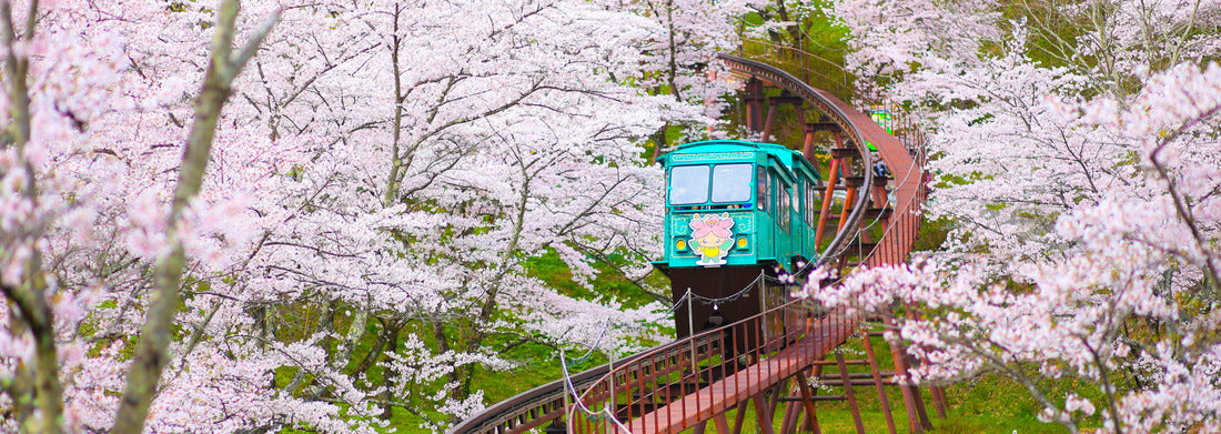 Noah Jigsaw Puzzle monorail under cherry blossom trees in Ruin Park Funaoka Castle, Miyagi Prefecture, Japan panorama 1000 pieces