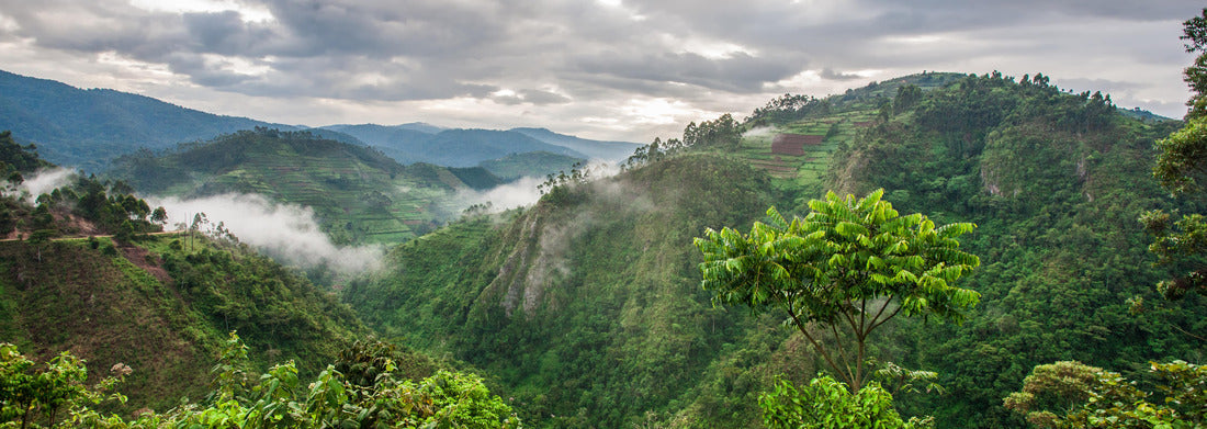 Noah Jigsaw Puzzle Beautiful landscape in southwestern Uganda, at the Bwindi Impenetrable Forest National Park, on the borders of Uganda, Congo and Rwanda. The Bwindi National Park is home to the mountain gorillas panorama 1000 pieces
