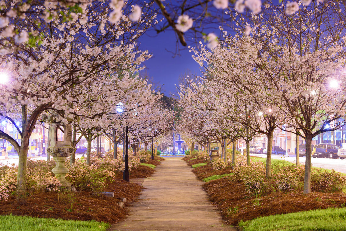 Noah Jigsaw Puzzle Macon, Georgia, USA in the spring at night 2000 pieces
