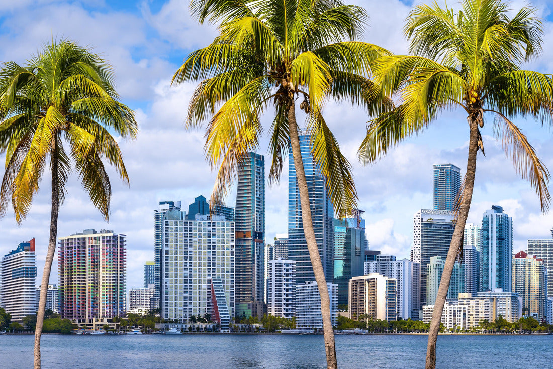 Noah Jigsaw Puzzle the skyline of Miami with palm trees, Florida 2000 pieces