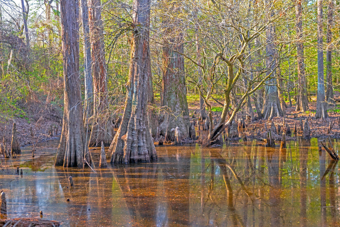 Noah Jigsaw Puzzle Evening Light and Reflections in a Bottomland Forest in Big Thicket National Preserve in Texas 2000 pieces