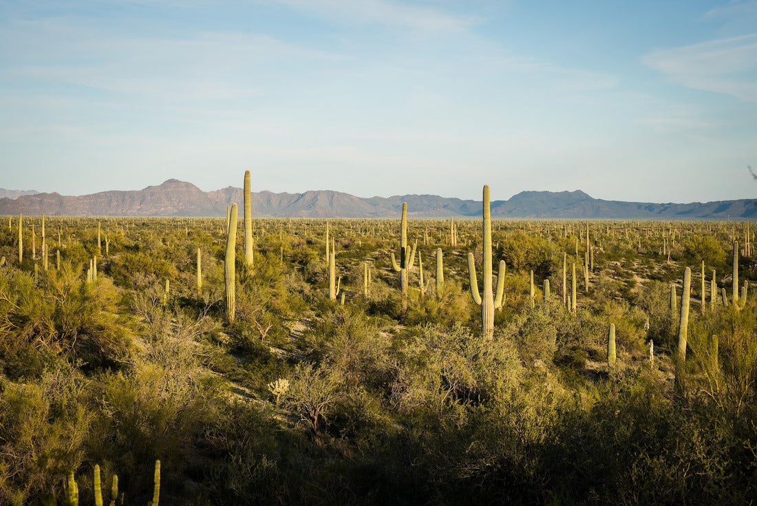 Noah Jigsaw Puzzle Saguaro and Organ Pipe cactus and Joshua trees at Organ Pipe Cactus National Monument in southern Arizona, USA 2000 pieces