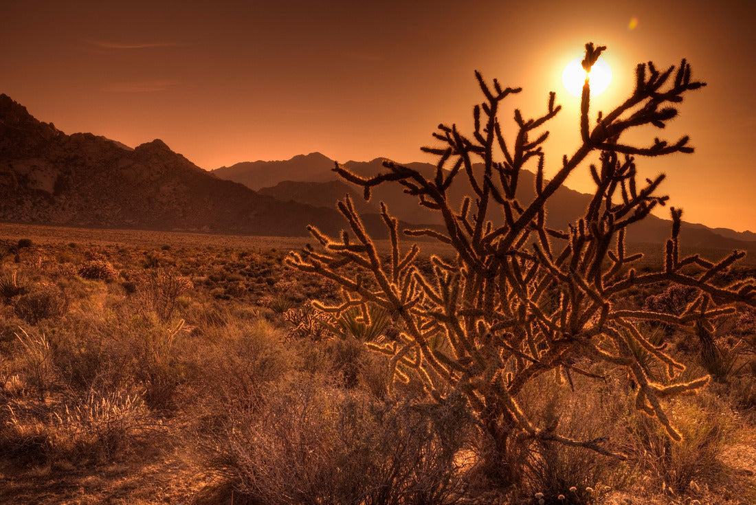 Noah Jigsaw Puzzle Mojave National Preserve, Granite Mountains in background, California, United States of America, North America 2000 pieces