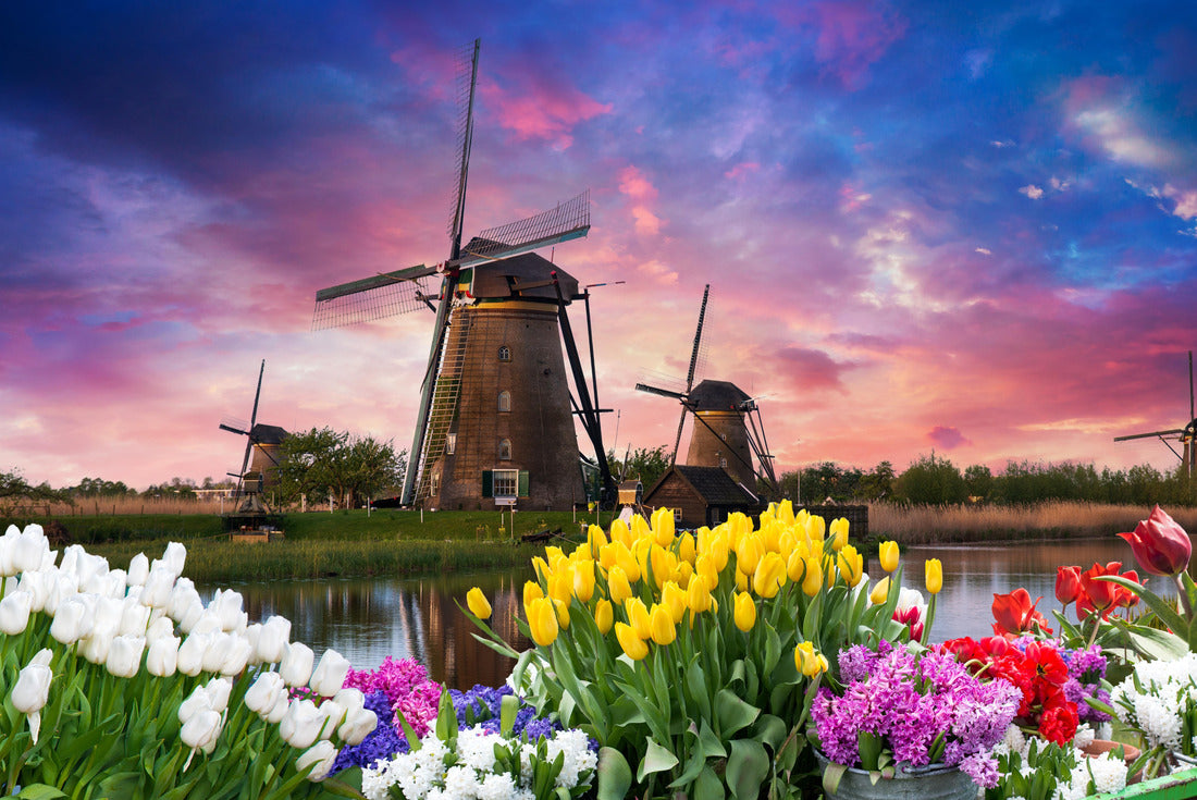 Noah Jigsaw Puzzle Windmill in Holland Michigan - An authentic wooden windmill from the Netherlands rises behind a field of tulips in Holland Michigan at Springtime 2000 pieces