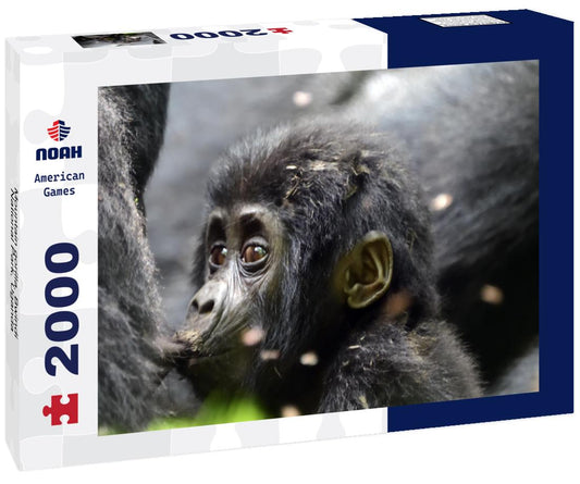 Noah Jigsaw Puzzle Mountain gorilla, Bwindi National Park, Uganda 2000 pieces