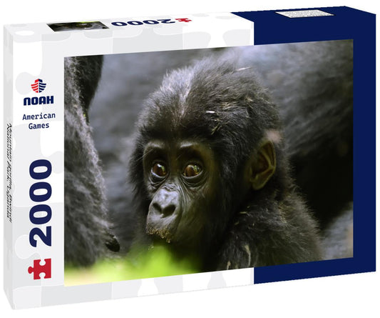 Noah Jigsaw Puzzle Mountain gorilla, Bwindi National Park, Uganda 2000 pieces