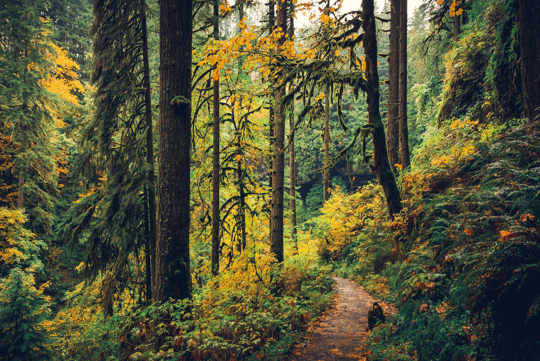 Autumn Forest, Silver Falls State Park, Oregon 2000pc Puzzle