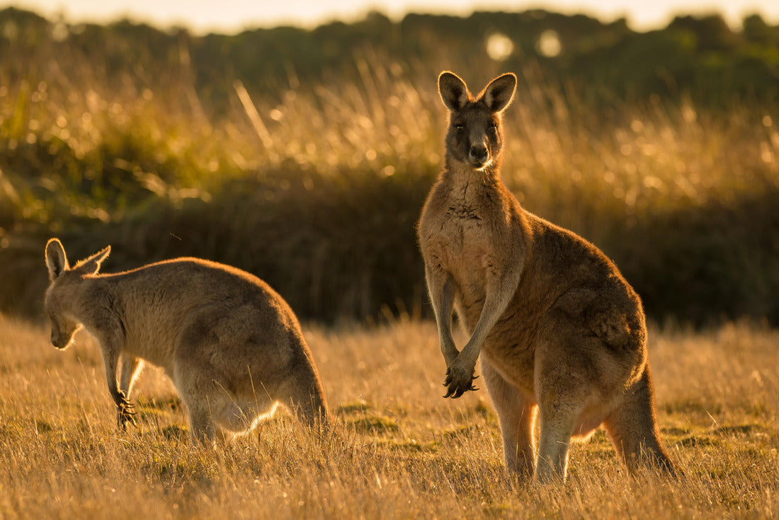Kangaroo in open field during a golden sunset 2000pc Puzzle