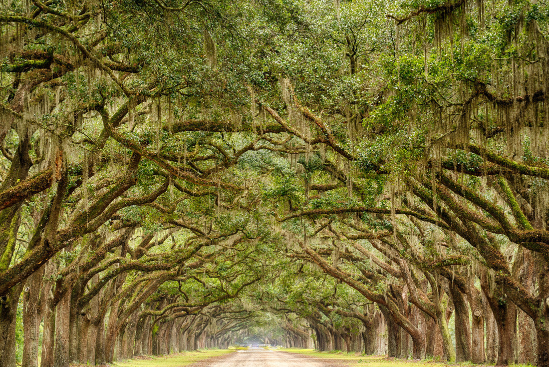 Tunnel of Live Oak Trees in Savannah, Georgia 2000pc Puzzle