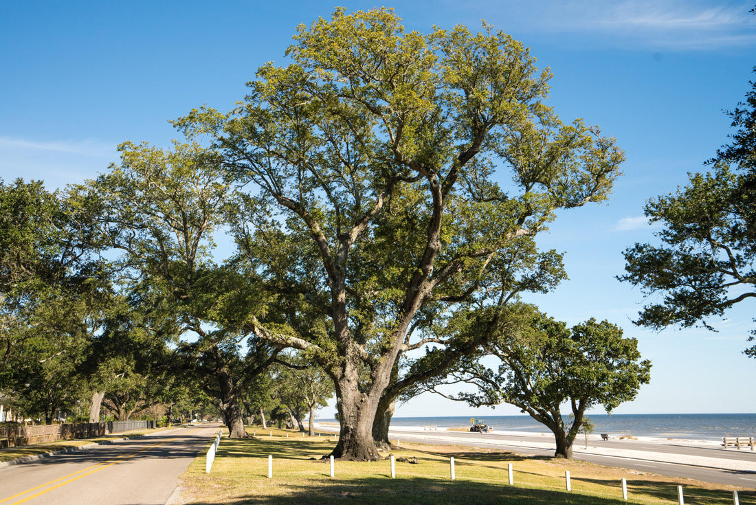 Oak trees along the gulf coast of Mississippi 2000pc Puzzle