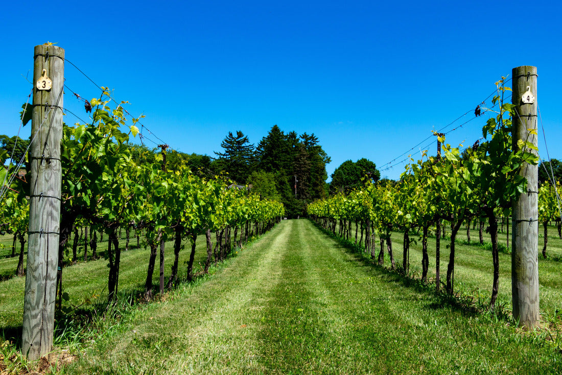 Vineyard in the Lehigh Valley in Pennsylvania 2000pc Puzzle