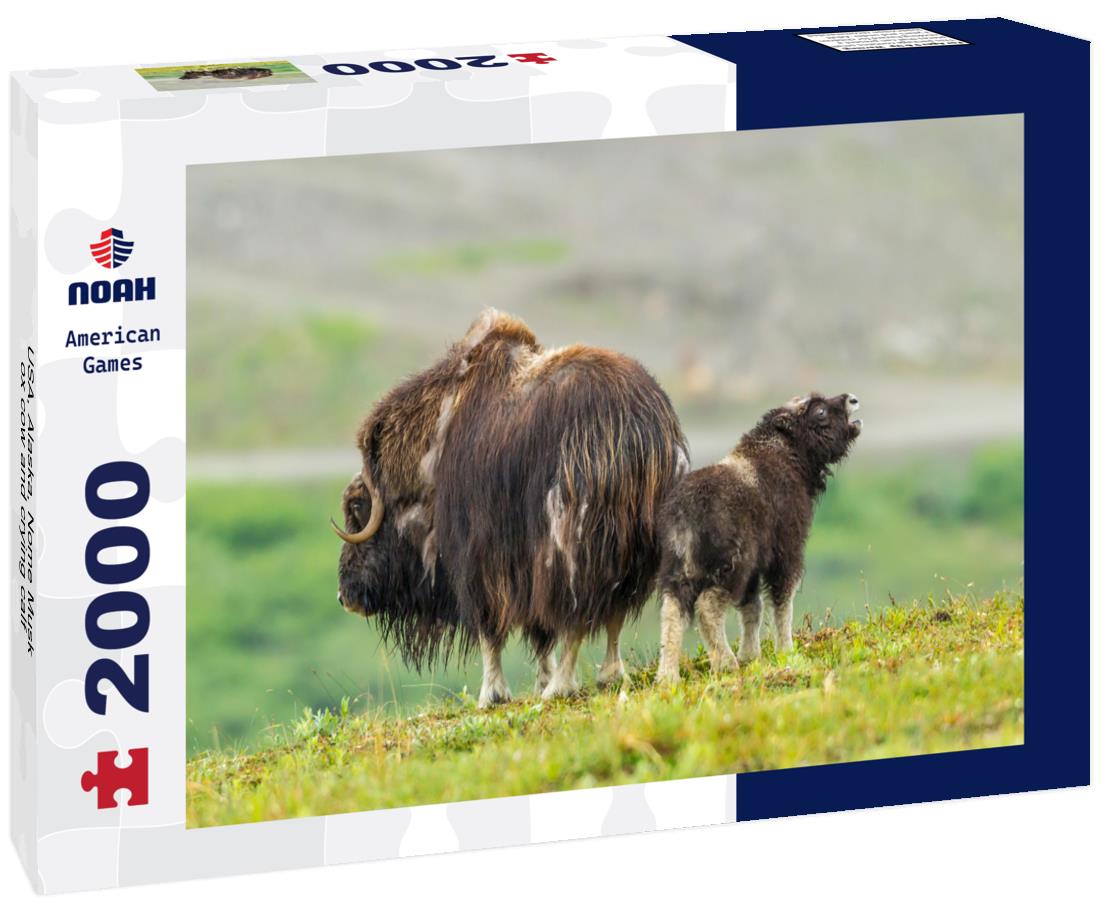USA, Alaska, Nome Musk ox cow and crying calf 2000pc Puzzle