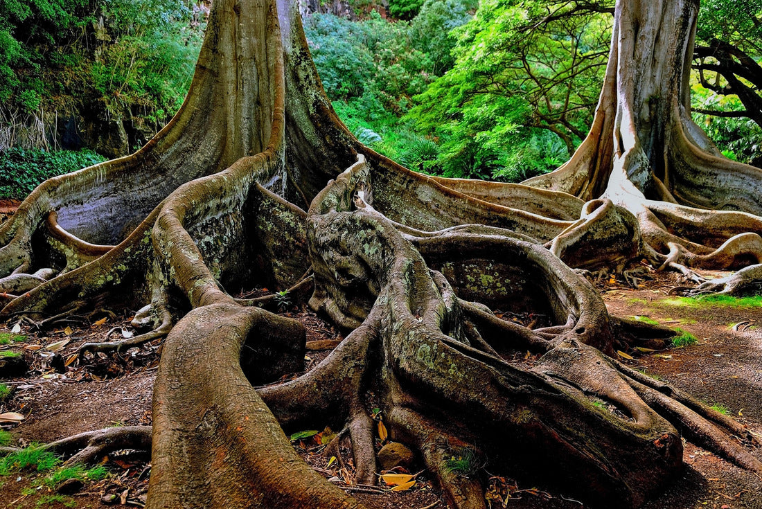 Hawaii Kauai Allerton Garden fig tree trunks 2000pc Puzzle