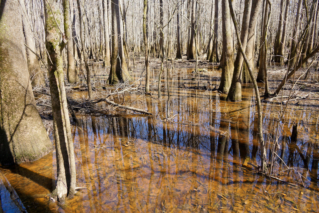 Noah Jigsaw Puzzle Congaree National Park in South Carolina USA 2000 pieces