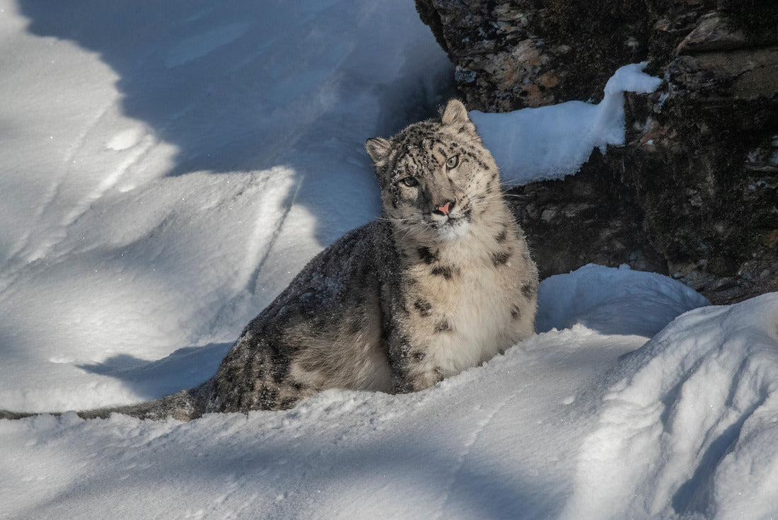 USA, Montana. Captive snow leopard in winter 2000pc Puzzle