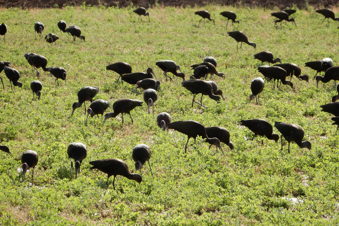 Arizona’s glossy Ibis (Plegadis falcinellus) 2000pc Puzzle
