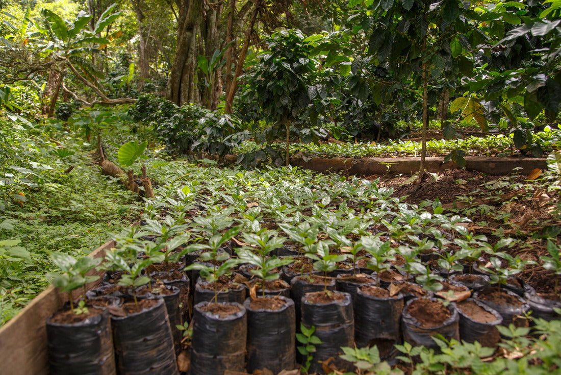 Small coffee plants, nursery from Nicaragua 2000pc Puzzle