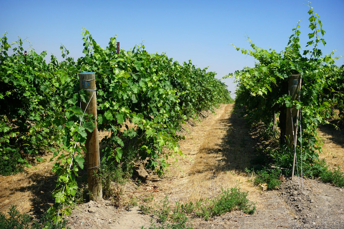 Vineyard grapes in Eastern Washington State 2000pc Puzzle
