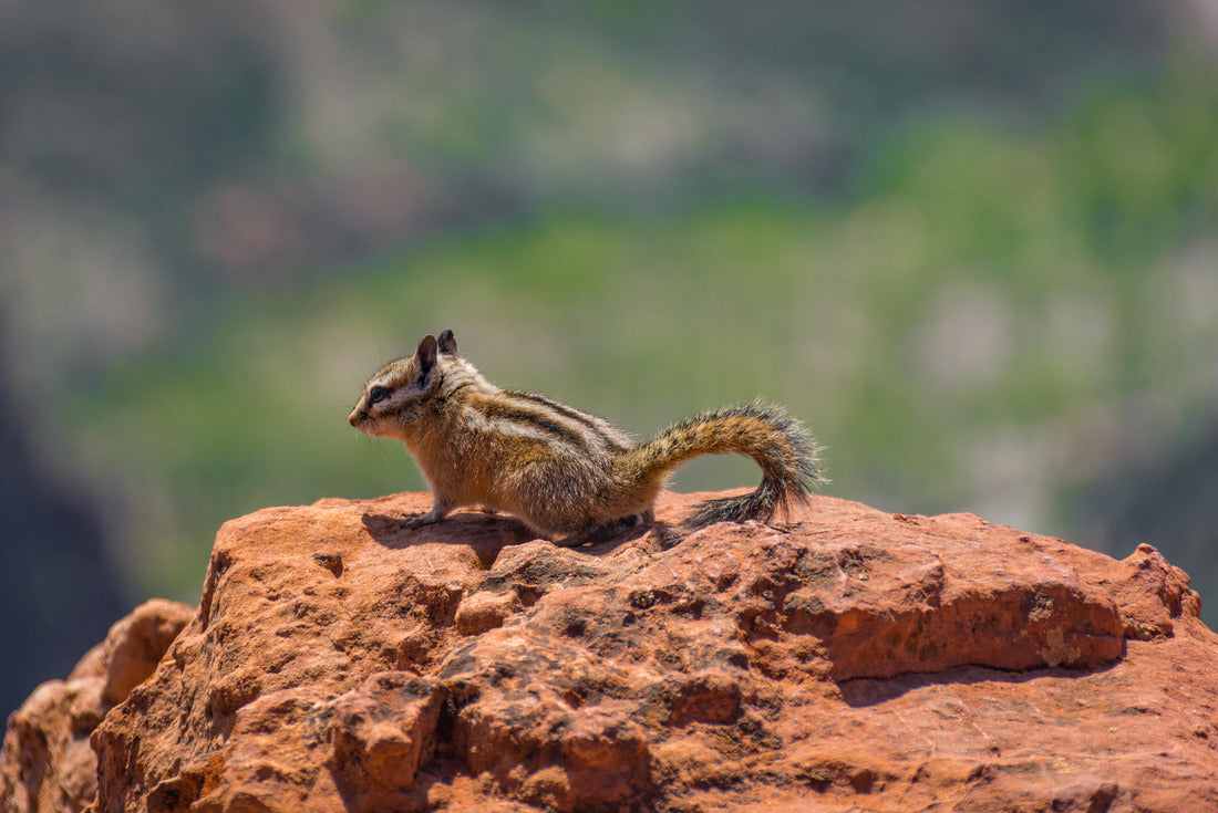 Zion National Park Squirrel Adventure, Utah 2000pc Puzzle
