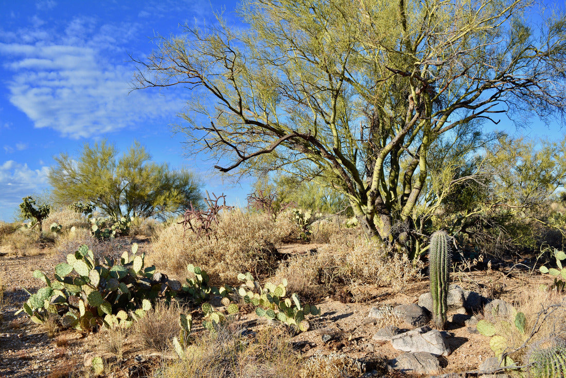 Sonoran Desert Landscape Oro Valley Arizona 2000pc Puzzle