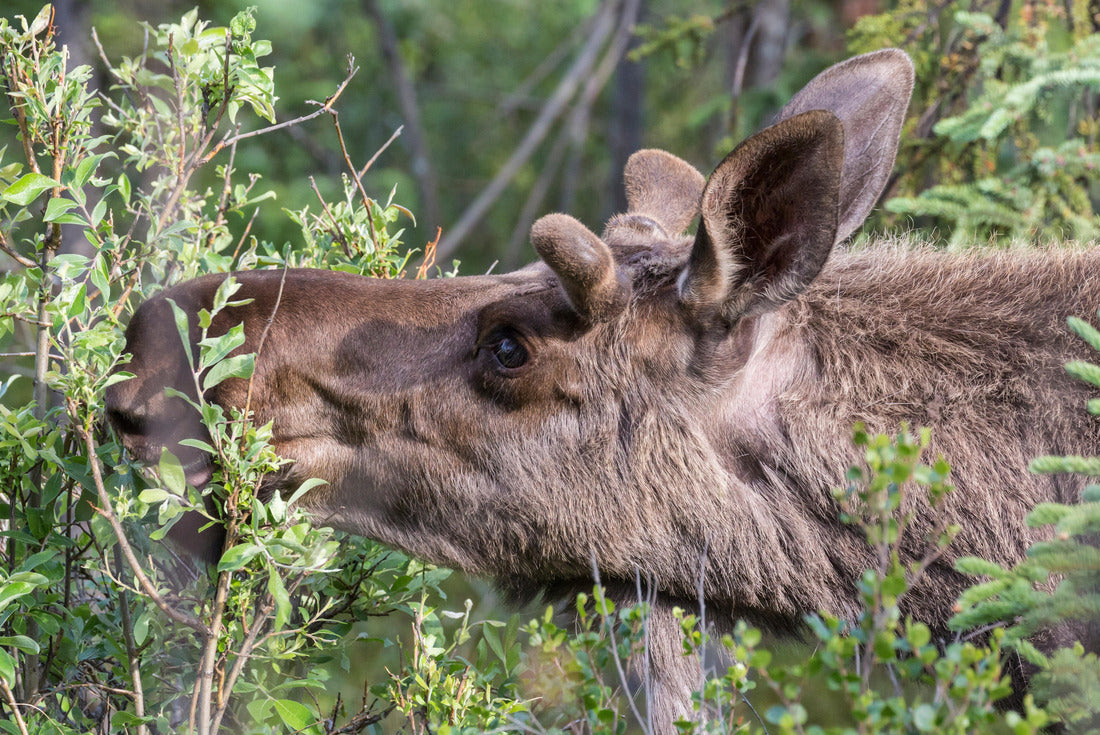 Noah Jigsaw Puzzle Wild moose in Denali National Park (Alaska) 2000 pieces