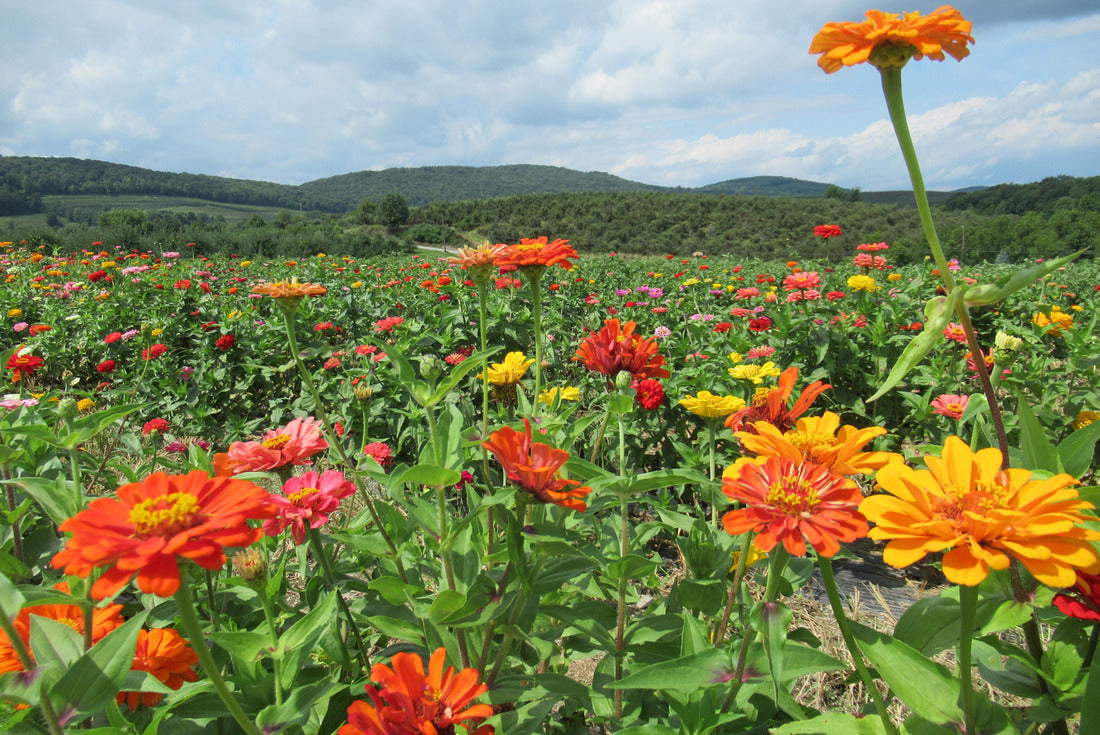 Field of flowers in the Catskills, New York 2000pc Puzzle
