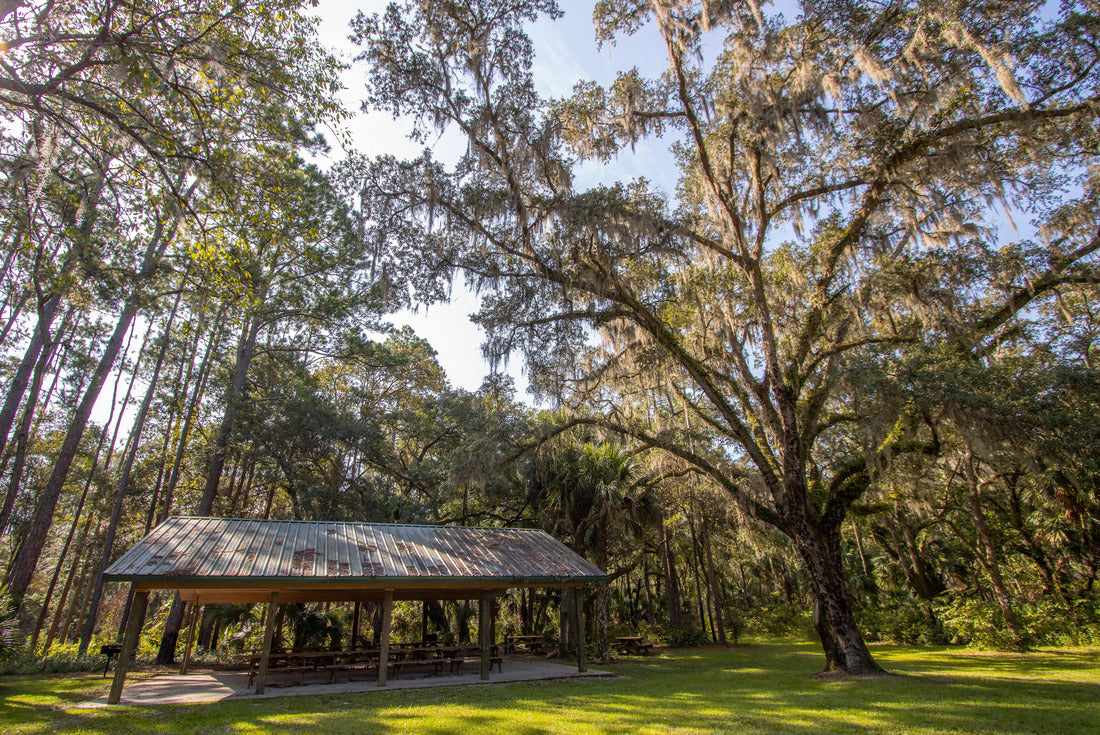 Goethe State Forest in Levy County, Florida 2000pc Puzzle