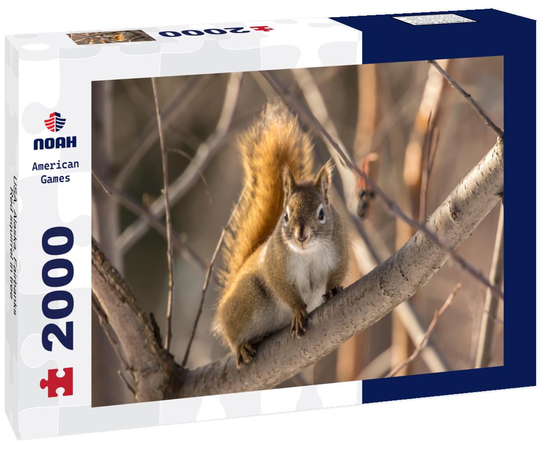 USA, Alaska, Fairbanks Red squirrel in tree 2000pc Puzzle