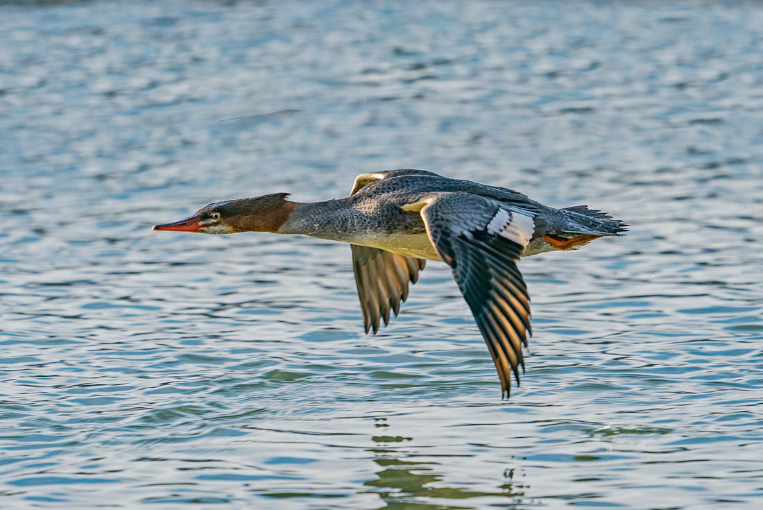 Merganser Surface Skimming, Haines, Alaska 2000pc Puzzle