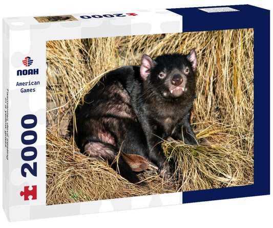 Noah Jigsaw Puzzle Tasmanian devil iresting in a yellow grass 2000 pieces