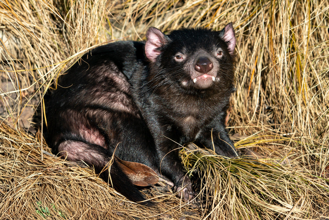 Tasmanian devil iresting in a yellow grass 2000pc Puzzle