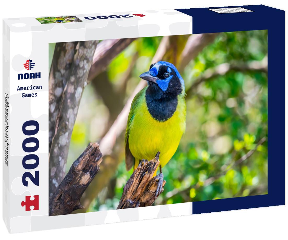 A Green Jay in Laguna Atascosa NWR, Texas 2000pc Puzzle