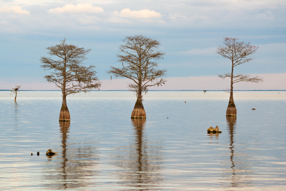 Noah Jigsaw Puzzle Lake Marion Cypress Trees, South Carolina 2000 pieces