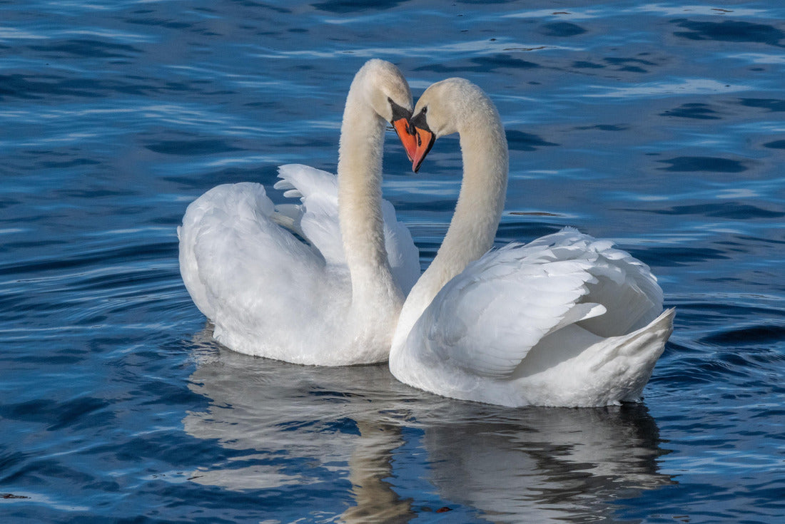 Pair of mute swans, Huron river, Michigan 2000pc Puzzle