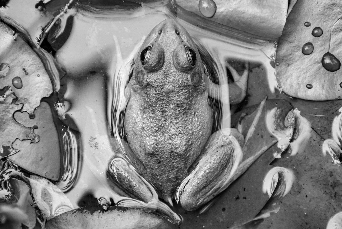 Noah Jigsaw Puzzle Frog near Mammoth Cave National Park in black white 2000 pieces