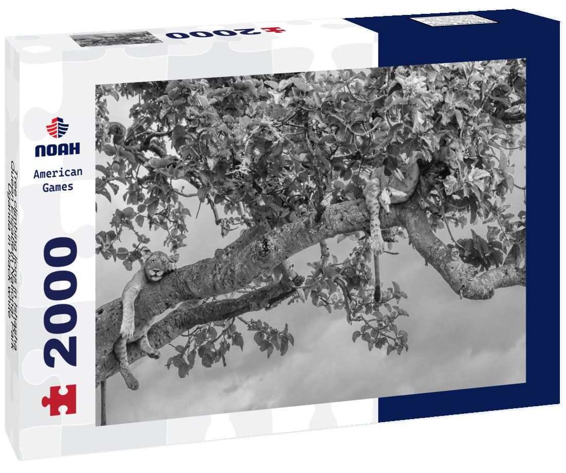 Noah Jigsaw Puzzle Tree climbing lions in Ishasha, Queen Elizabeth National Park Uganda in black white 2000 pieces