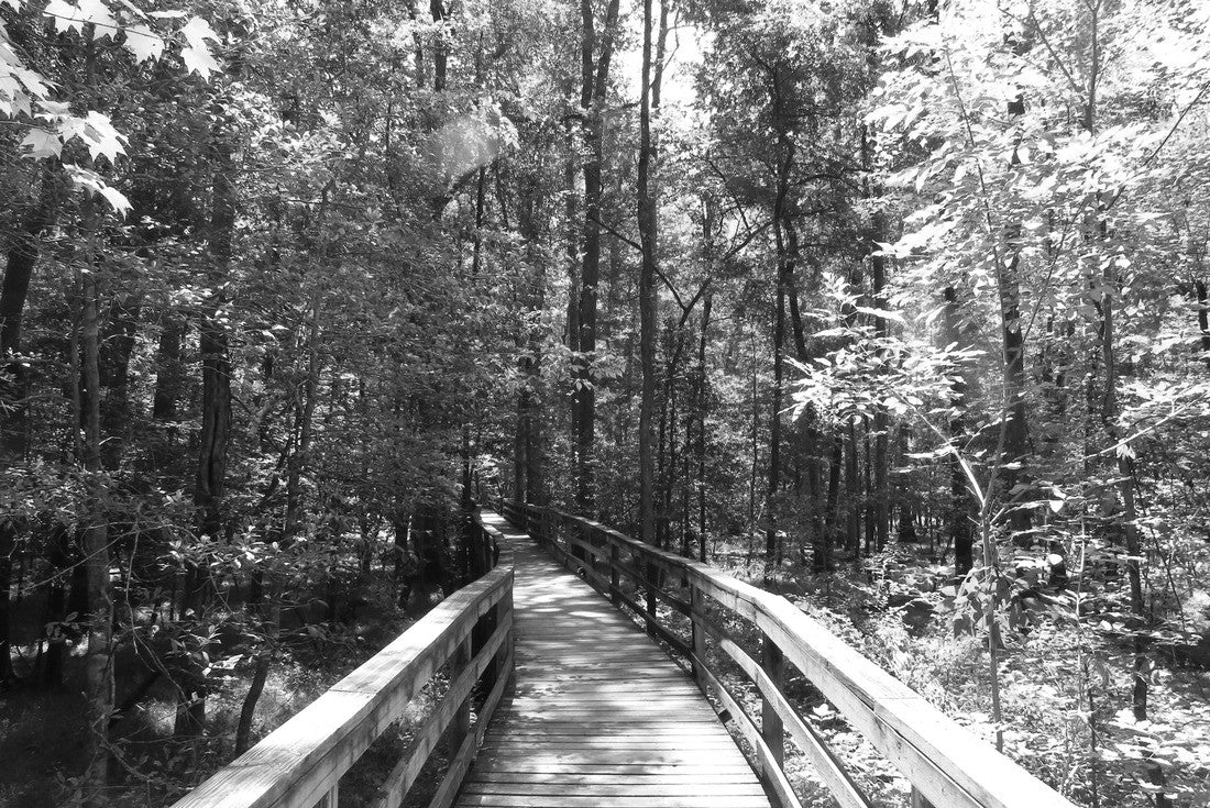 Noah Jigsaw Puzzle Boardwalk in Congaree National Park in black white 2000 pieces