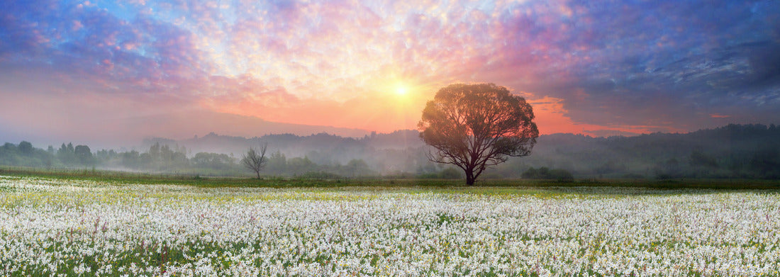 Noah Jigsaw Puzzle Daffodils at sunrise. A living legend of Transcarpathia is an amazing phenomenon - daffodil flowers, Ukraine, Panorama Panorama 1000 Pieces