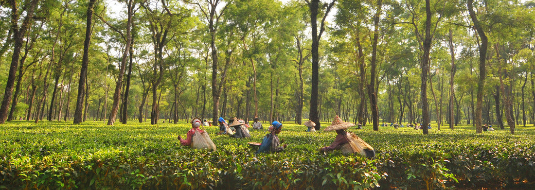 Noah Jigsaw Puzzle Tea garden workers picking tea leaves in Assam - India, Panorama Panorama 1000 Pieces