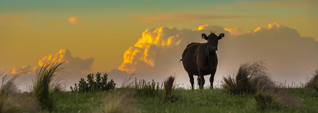 Noah Jigsaw Puzzle Pampa landscape, La Pampa, Argentina, panorama Panorama 1000 Pieces
