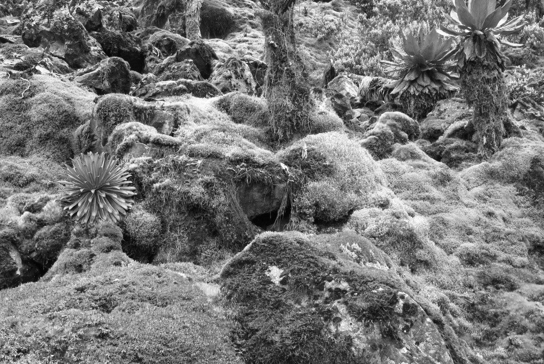 Hiking in Ruwenzori Mountains, Uganda, Africa 2000pc PuzzleBlack and White