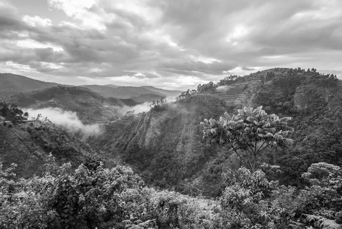 Beautiful landscape in southwestern Uganda, at the Bwindi Impenetrable Forest National Park, on the borders of Uganda, Congo and Rwanda. The Bwindi National Park is home to the mountain gorillas 2000pc PuzzleBlack and White