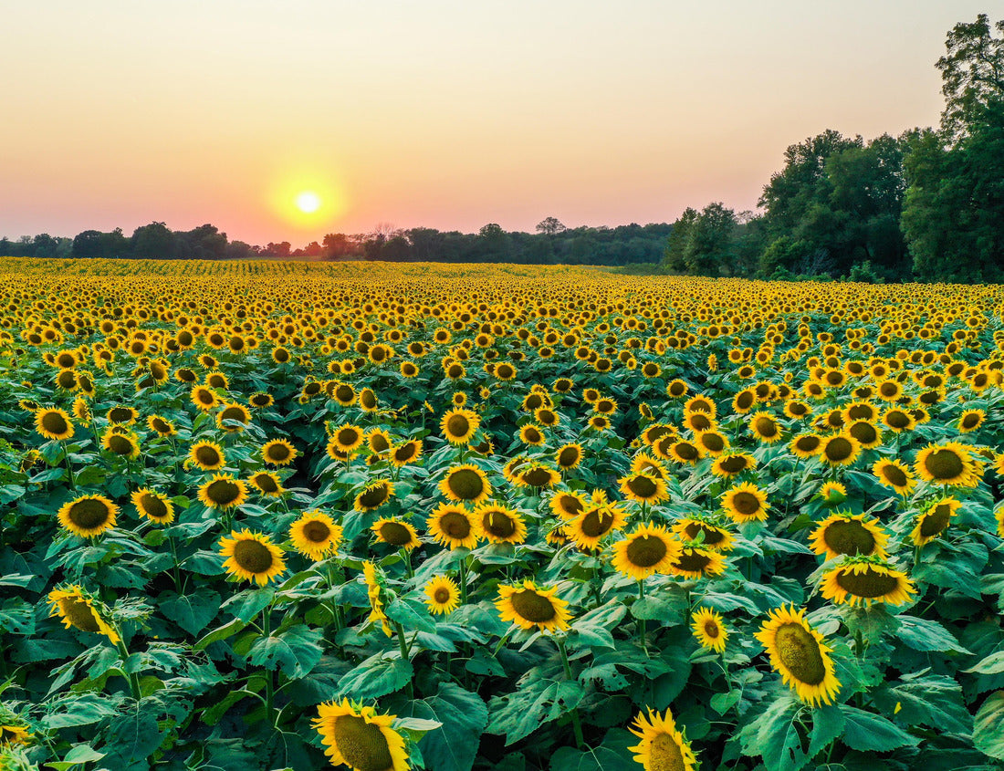 Noah Jigsaw Puzzle Aerial view of the sunset at Grinter Farms, a sunflower field in Kansas 1000 Pieces