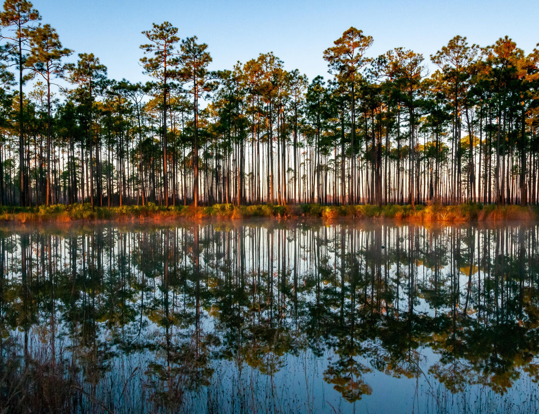 Noah Jigsaw Puzzle Replica of trees in the lake water in the evening at sunset, Louisiana, USA 1000 Pieces